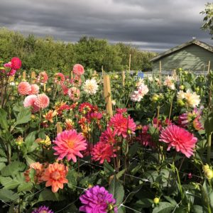 Flower farm Berkshire